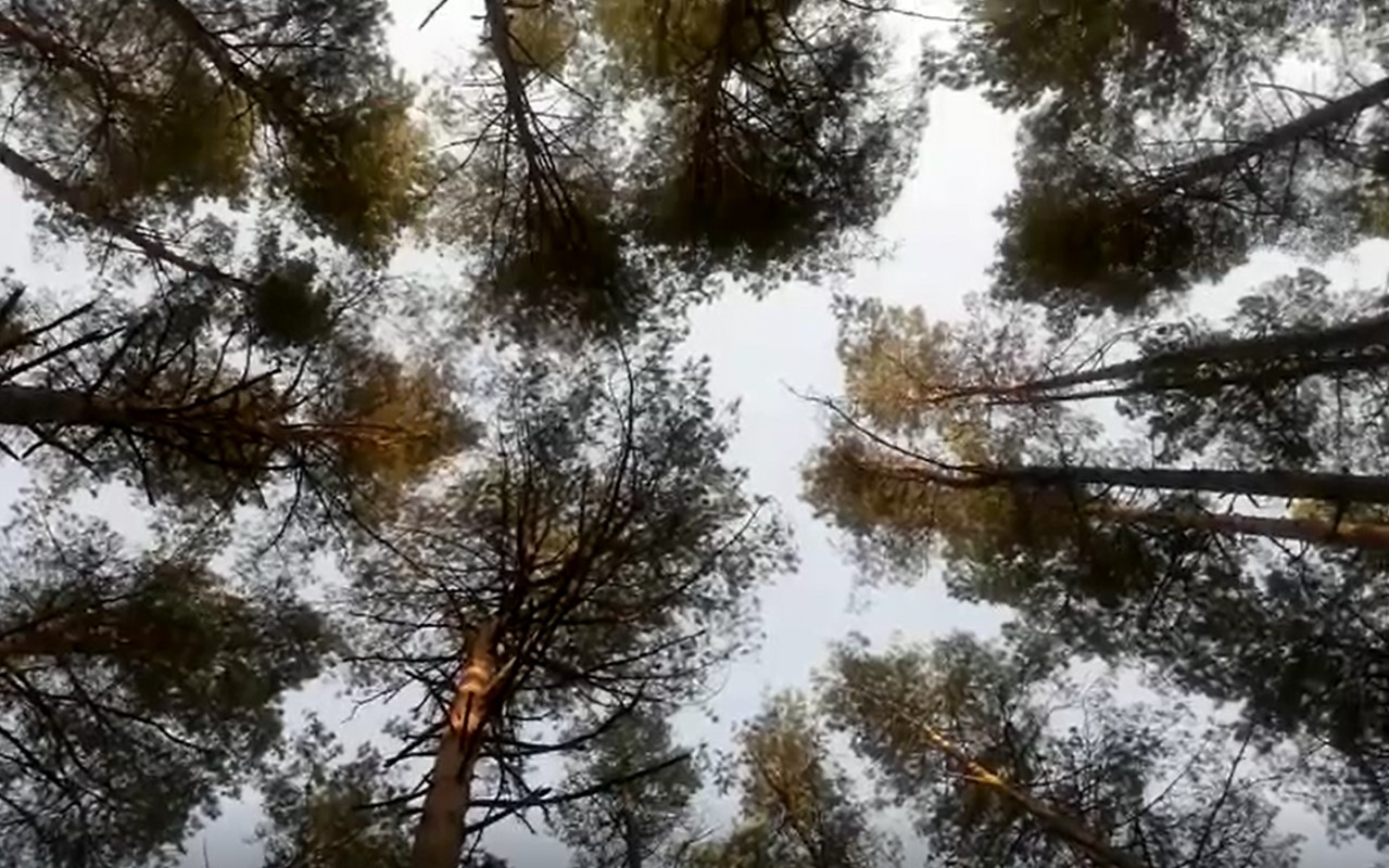 widok konarów drzew na tle nieba, perspektywa z dołu